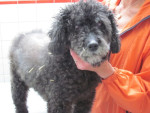 Remy,de lieve poedel van 14,5 jr,heeft spondylosis+nekpijn+pijn bij optillen. Acupunctuur helpt haar goed. 